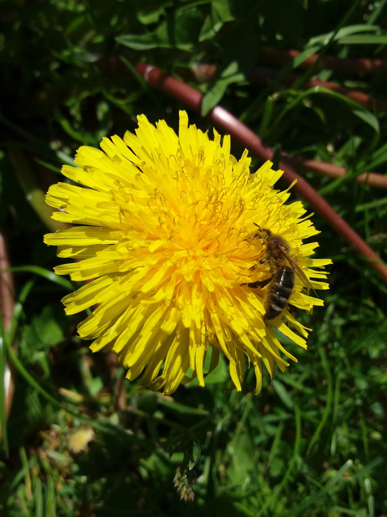 Konkurs fotograficzny DZIEŃ DOBRY WIOSNO - maj 2016 r.