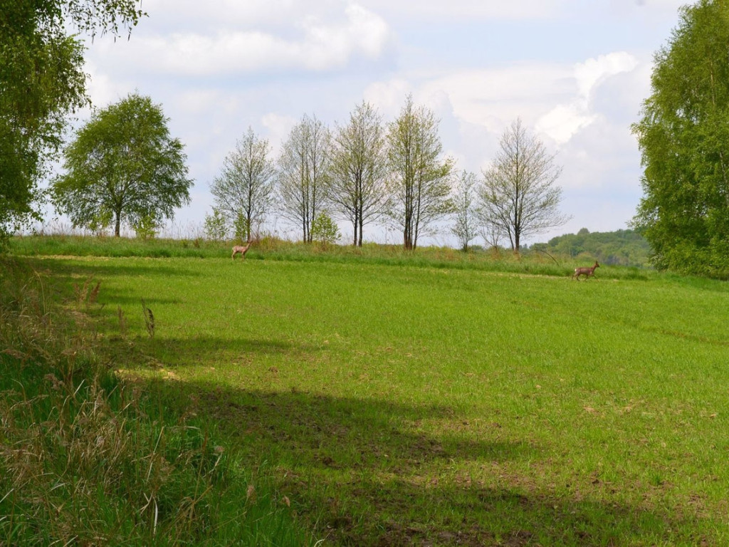Konkurs fotograficzny DZIEŃ DOBRY WIOSNO - maj 2016 r.