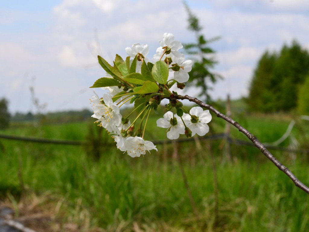 Konkurs fotograficzny DZIEŃ DOBRY WIOSNO - maj 2016 r.