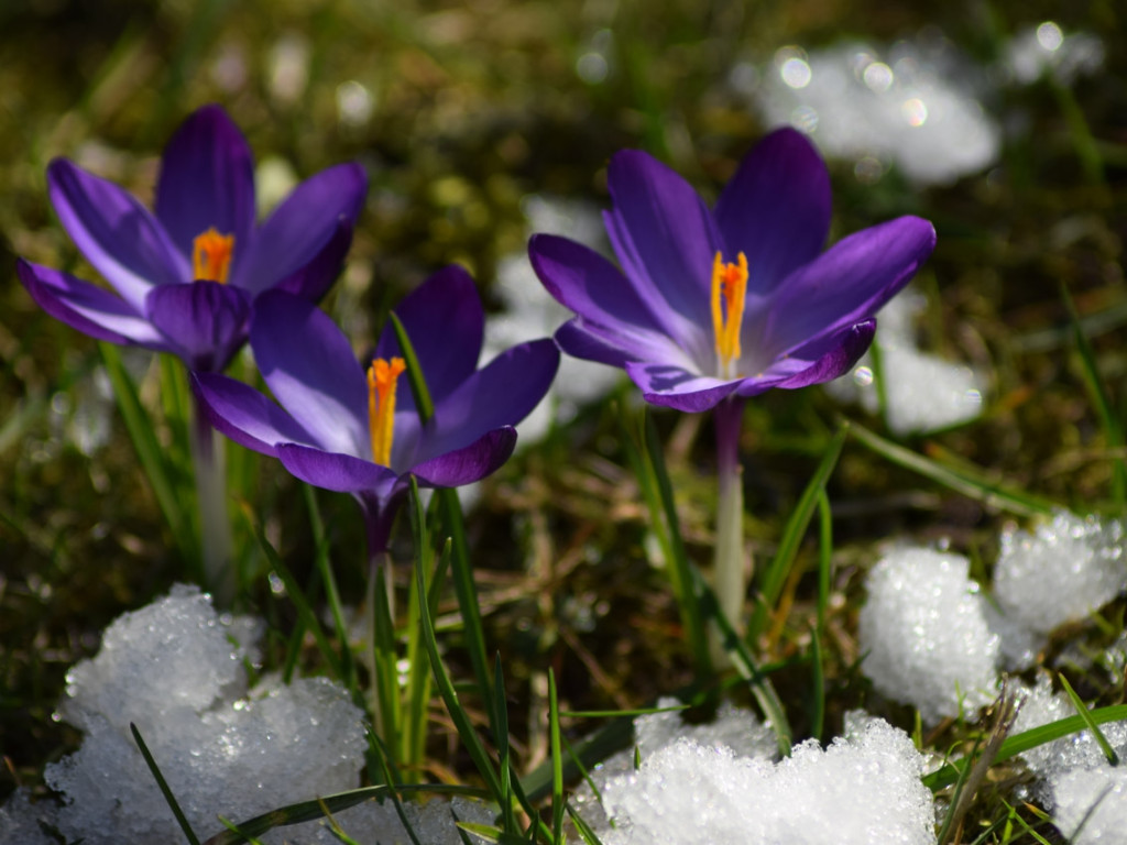 Konkurs fotograficzny DZIEŃ DOBRY WIOSNO - maj 2016 r.