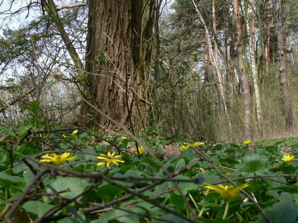 Konkurs fotograficzny DZIEŃ DOBRY WIOSNO - maj 2016 r.