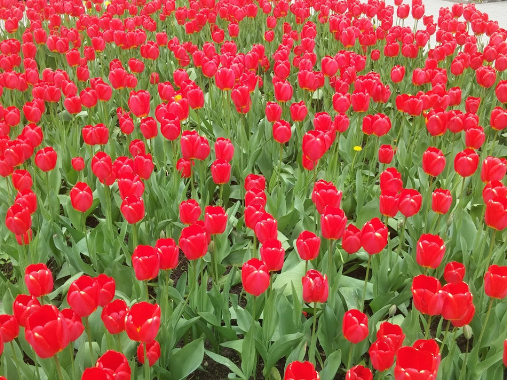 Konkurs fotograficzny DZIEŃ DOBRY WIOSNO - maj 2016 r.