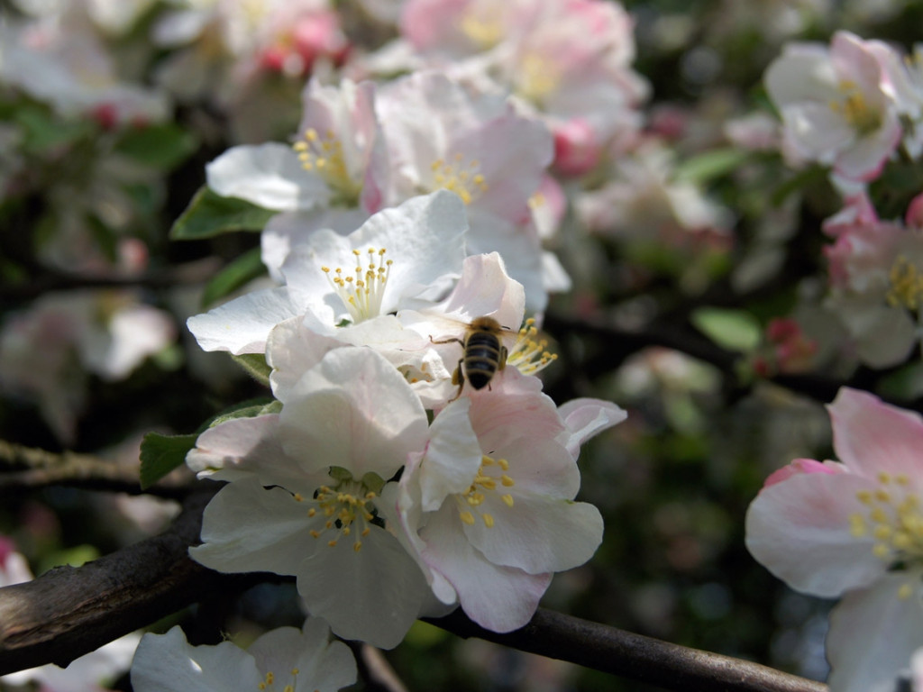 Konkurs fotograficzny DZIEŃ DOBRY WIOSNO - maj 2016 r.