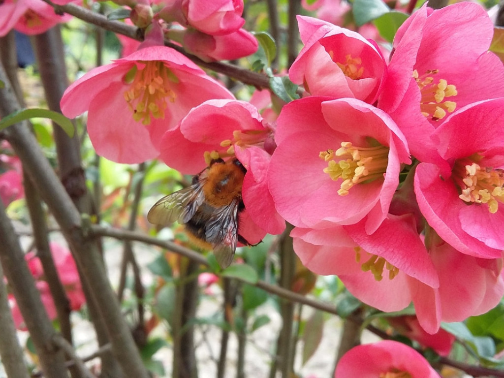 Konkurs fotograficzny DZIEŃ DOBRY WIOSNO - maj 2016 r.