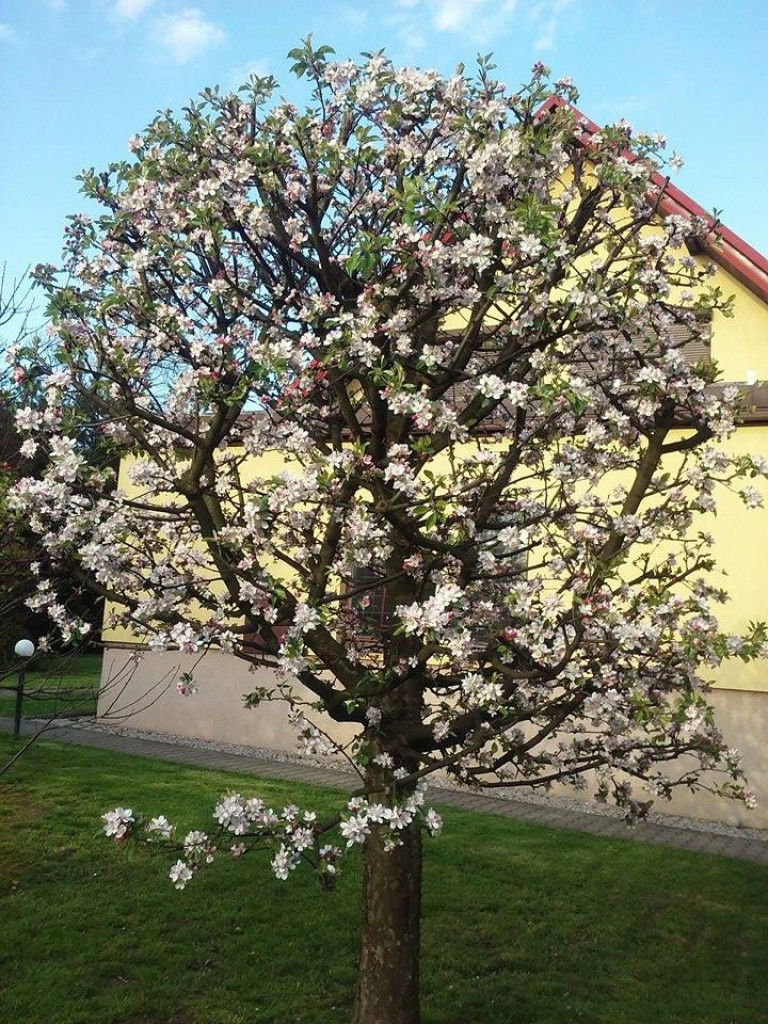 Konkurs fotograficzny DZIEŃ DOBRY WIOSNO - maj 2016 r.