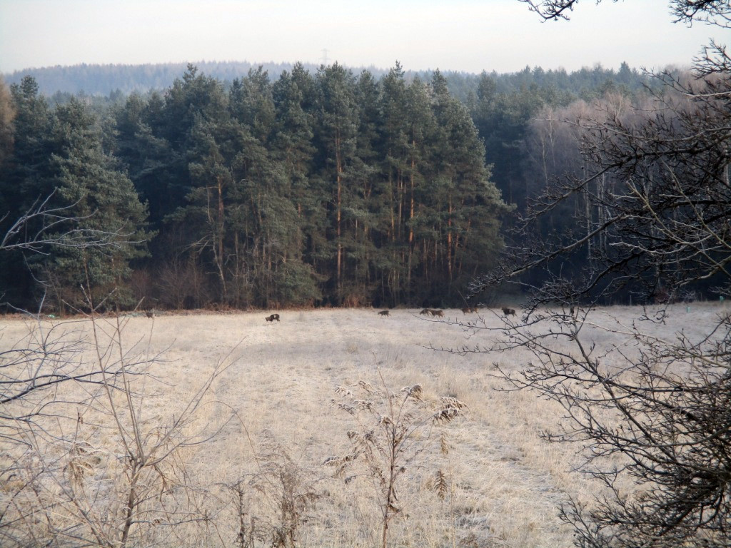 Muflony w Psarach - 28.12.2016