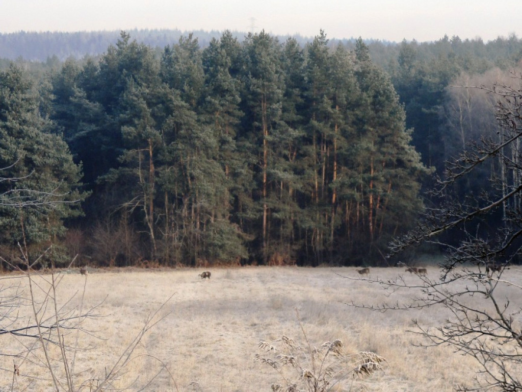 Muflony w Psarach - 28.12.2016