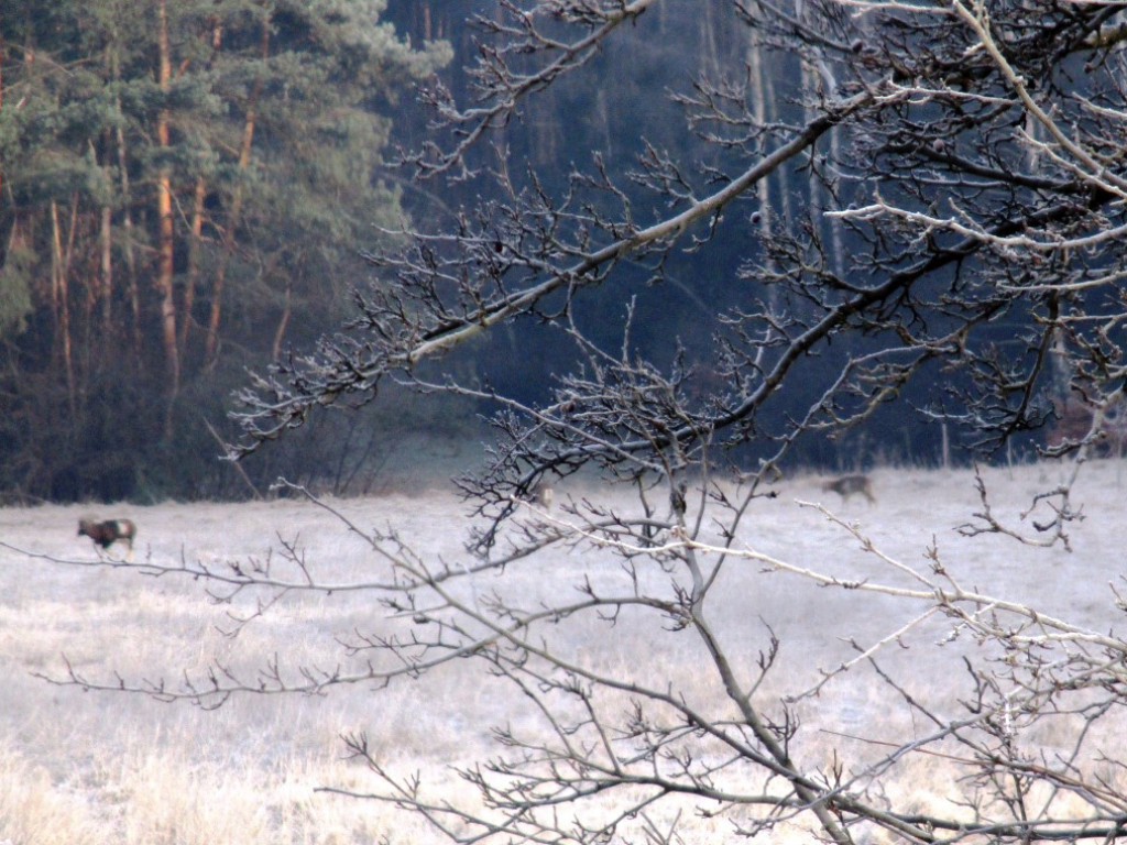 Muflony w Psarach - 28.12.2016