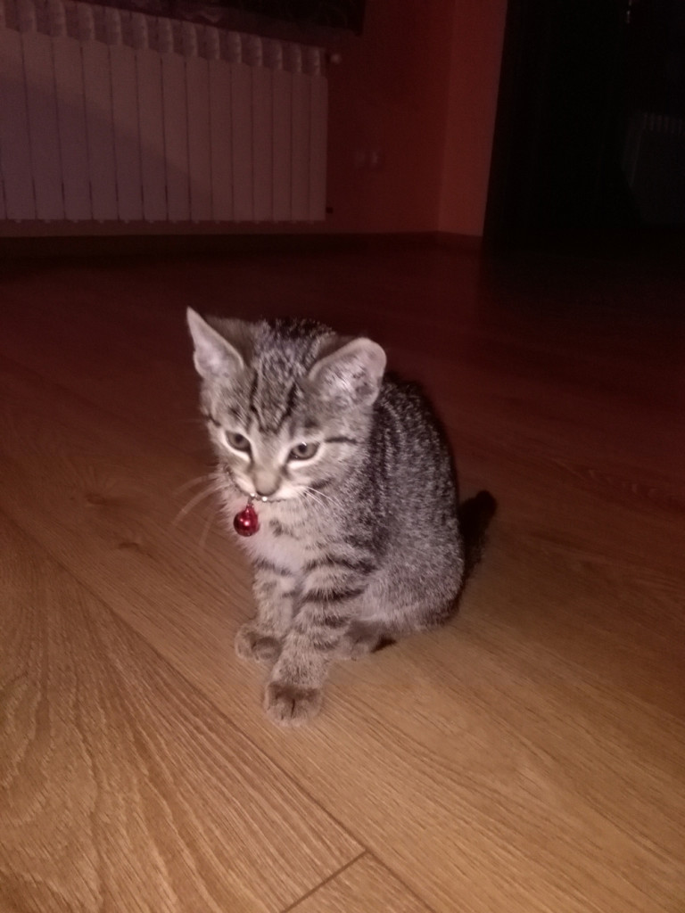 Pochwal się swoim zwierzakiem
