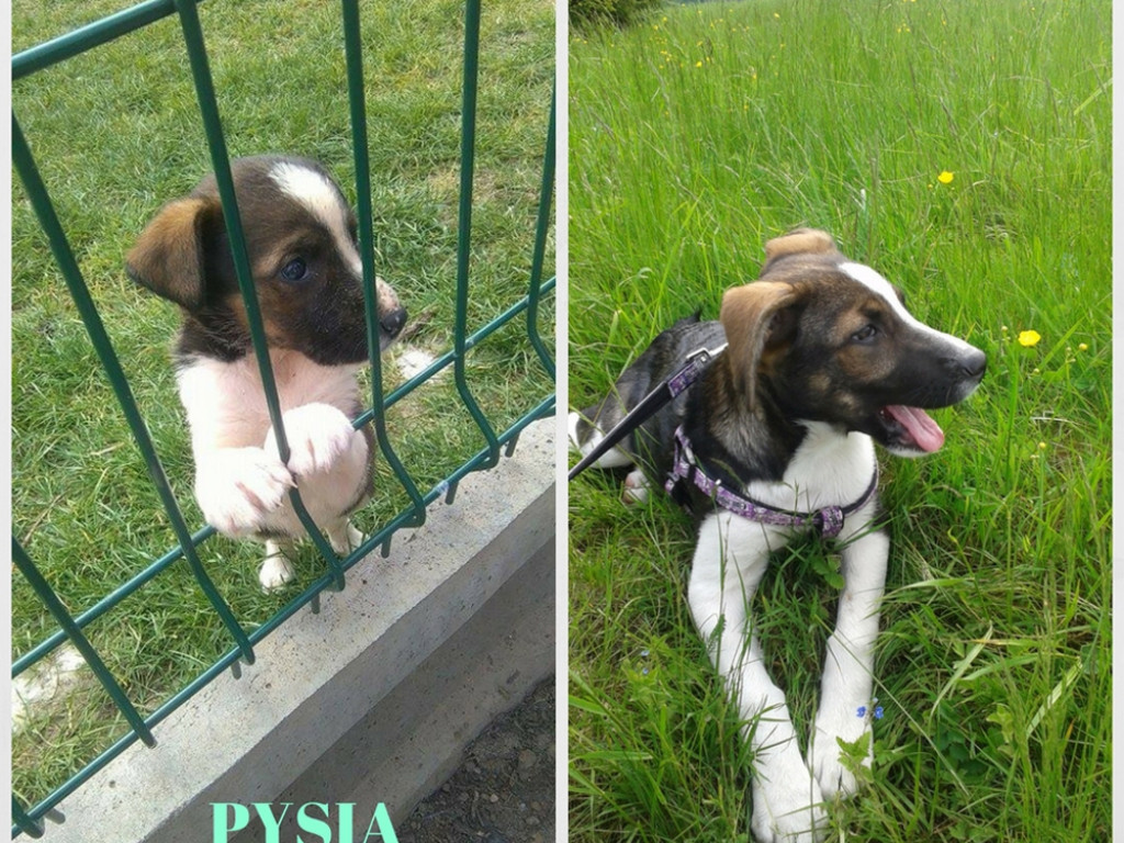 Pochwal się swoim zwierzakiem