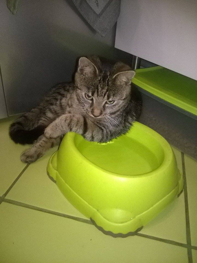 Pochwal się swoim zwierzakiem