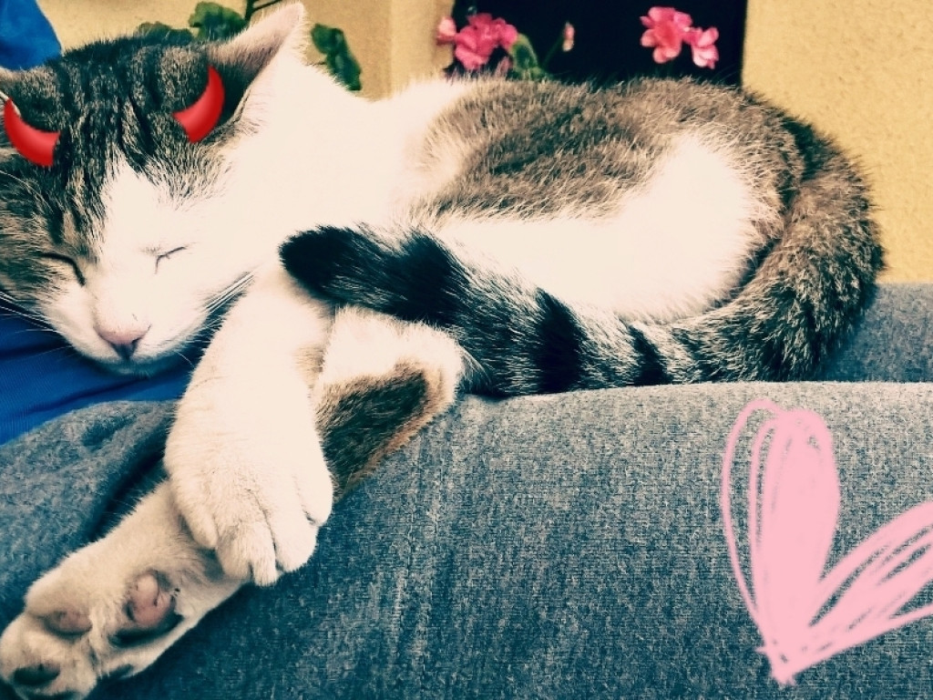Pochwal się swoim zwierzakiem