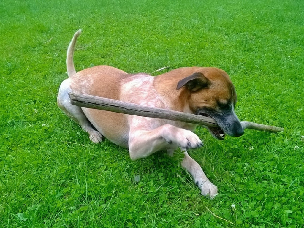 Pochwal się swoim zwierzakiem