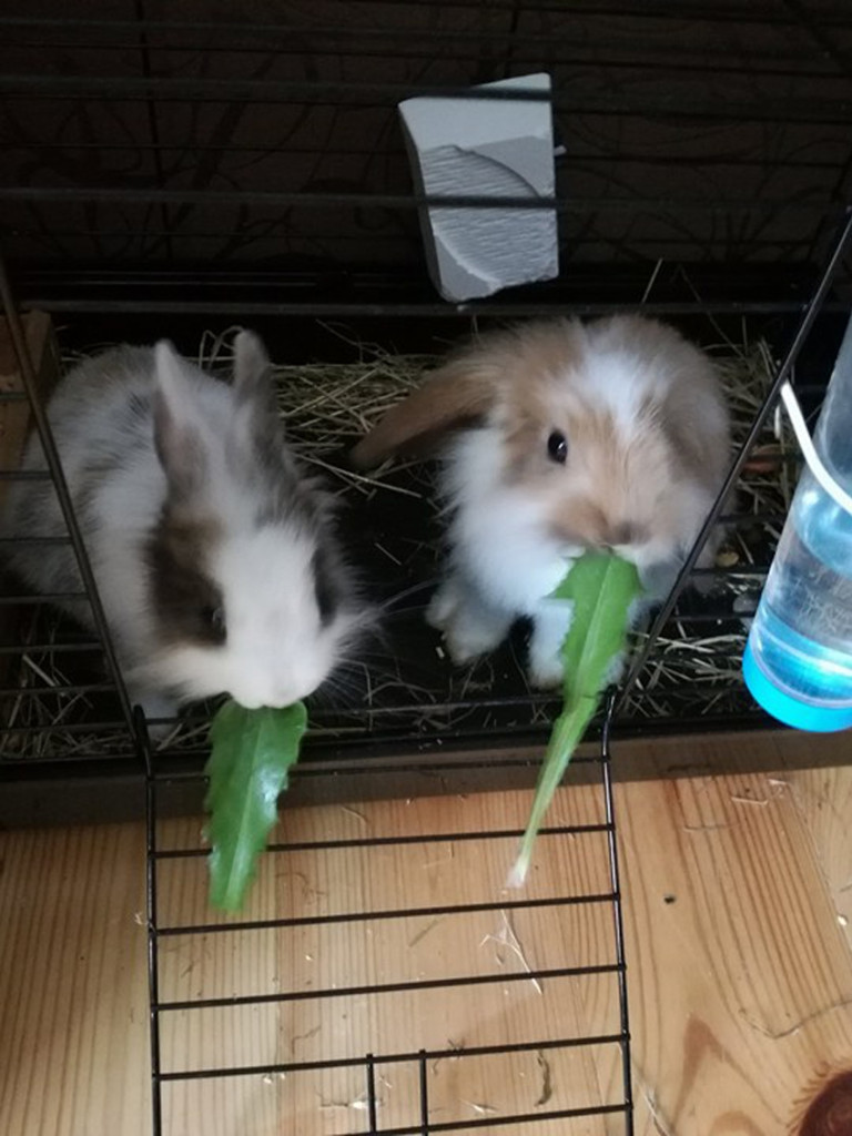 Pochwal się swoim zwierzakiem