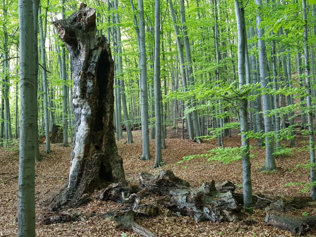 Rezerwat Ostra Góra w Psarach