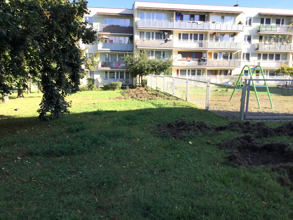 Dziki na os. Południe w Chrzanowie 11.09.2020r.