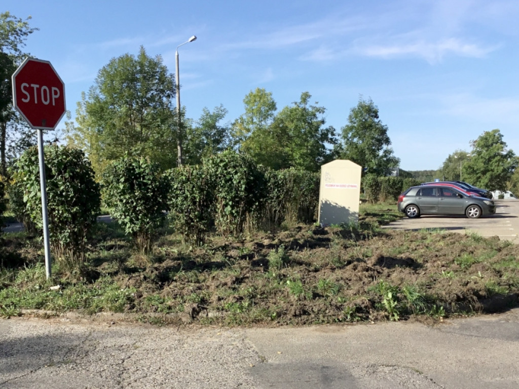 Dziki na os. Południe w Chrzanowie 11.09.2020r.