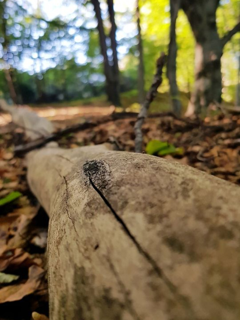 PRZEŁOMowe Kadry - wycieczka do lasu