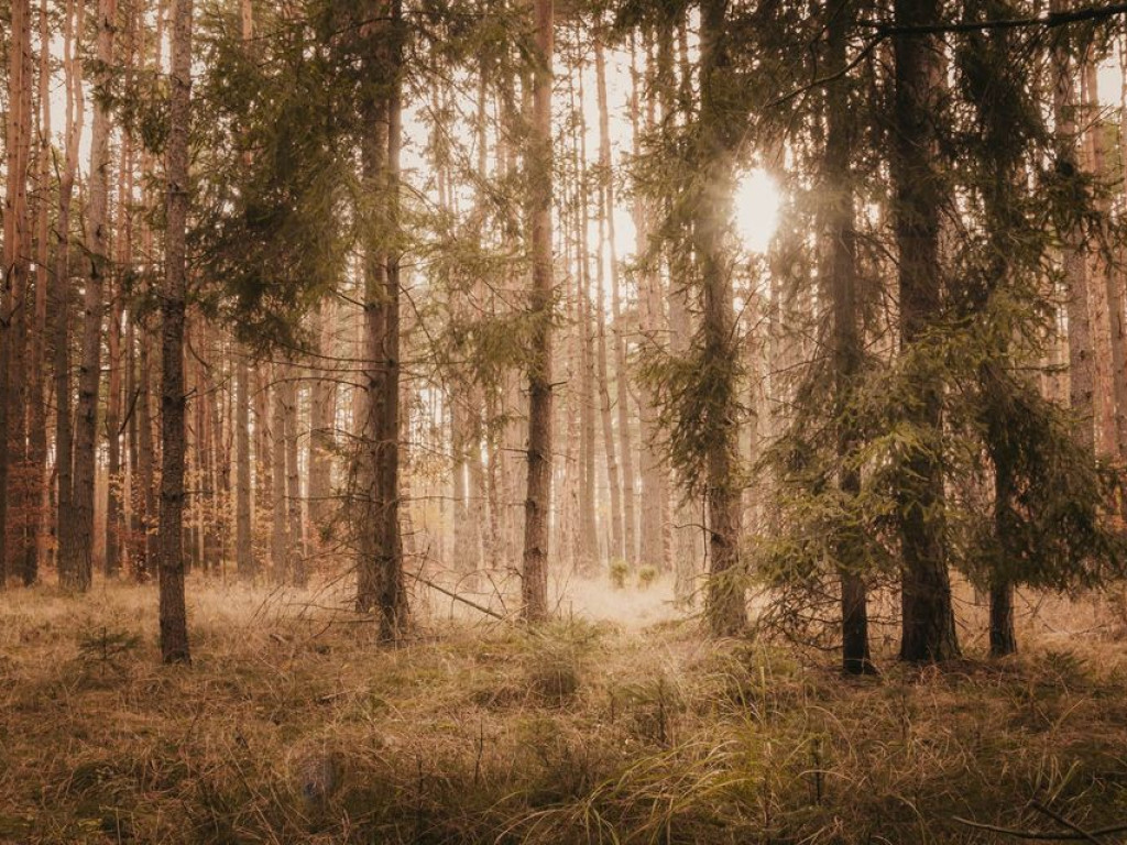Listopadowe przysłowia w "PRZEŁOMowych Kadrach"