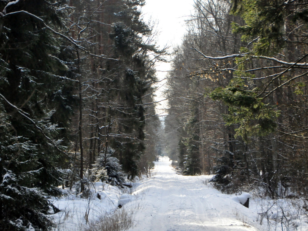 Puszcza Dulowska w zimowej scenerii