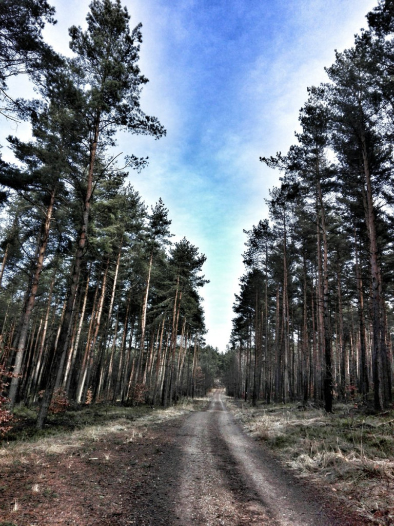 Cisowe Skały w Czyżówce - dobre miejsce na spacer