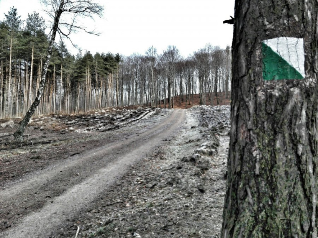 Cisowe Skały w Czyżówce - dobre miejsce na spacer