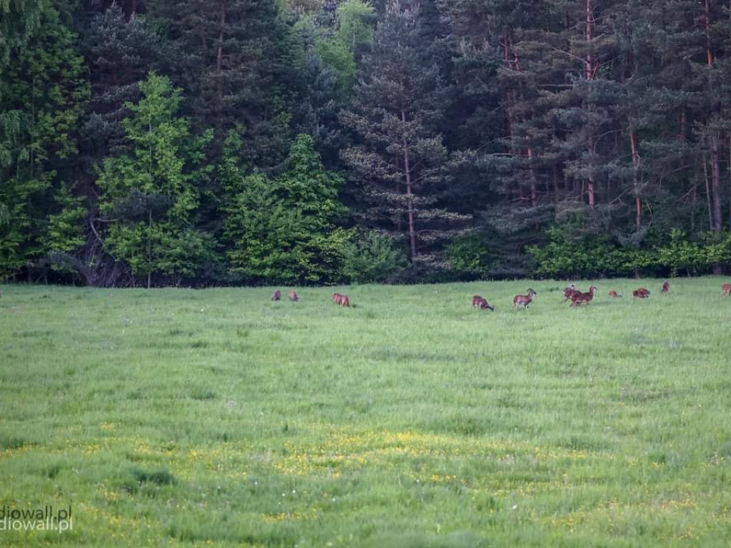 Muflony wypatrzone przez Roberta Walla
