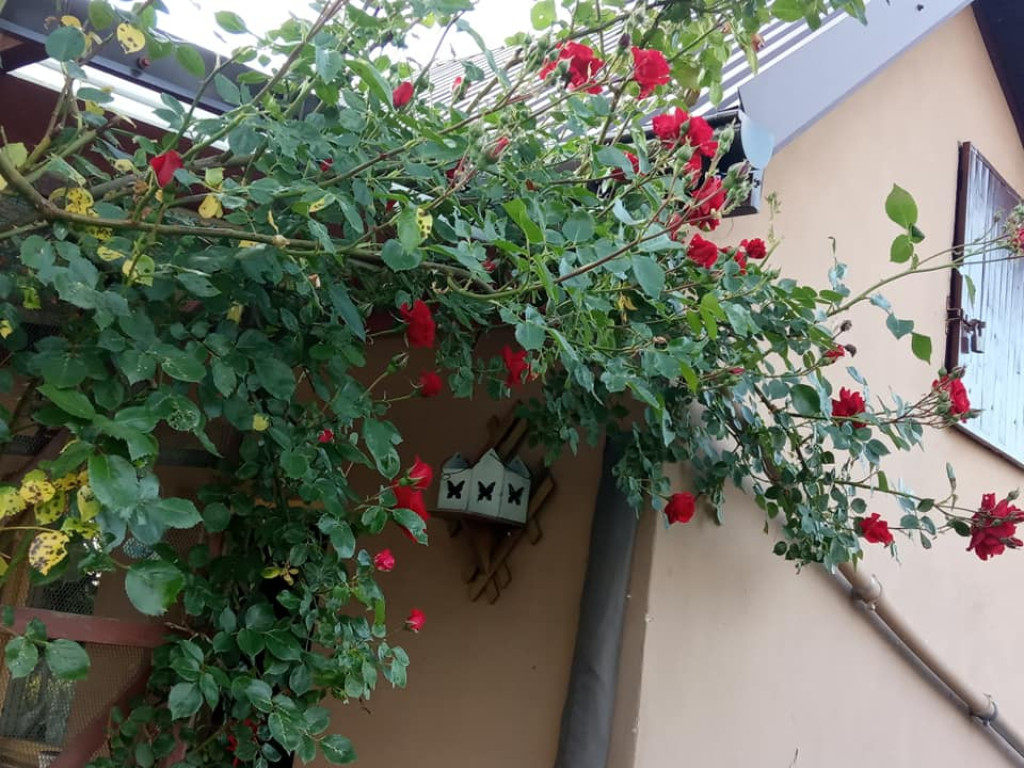Czerwcowe kwiaty w naszych ogrodach