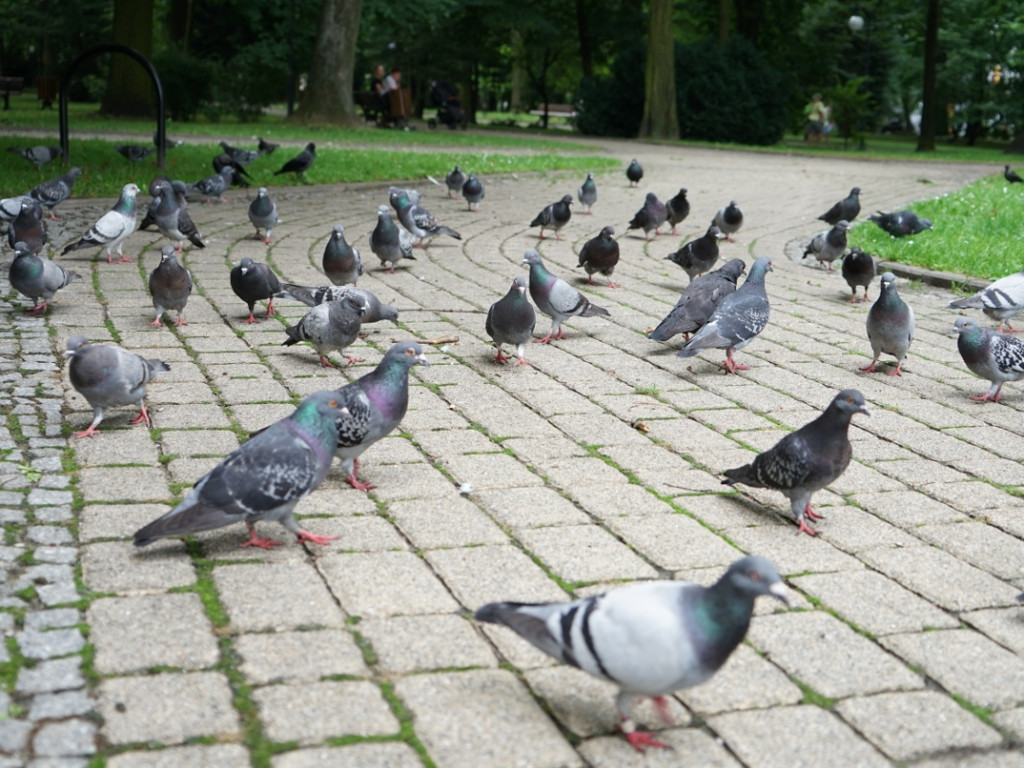 Park w Chrzanowie kilka dni po nawałnicy – 17.07.2021