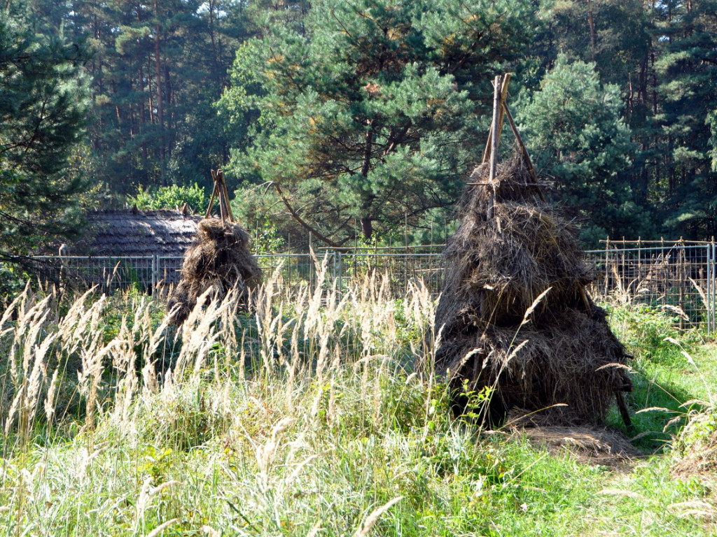 W Puszczy Dulowskiej powstała wioska. Kręcą tam serial historyczny