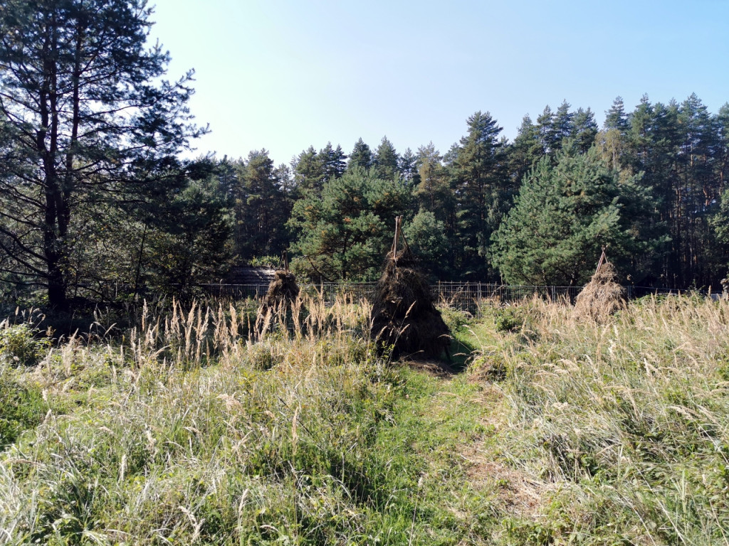 W Puszczy Dulowskiej powstała wioska. Kręcą tam serial historyczny