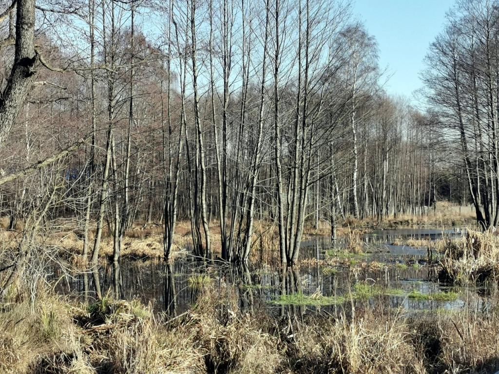 Bobry dają się we znaki mieszkańcom Młoszowej