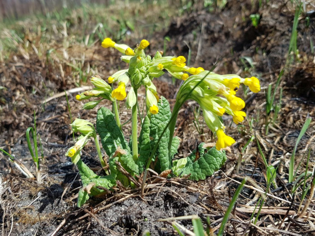 Góra Berłowa w Chrzanowie