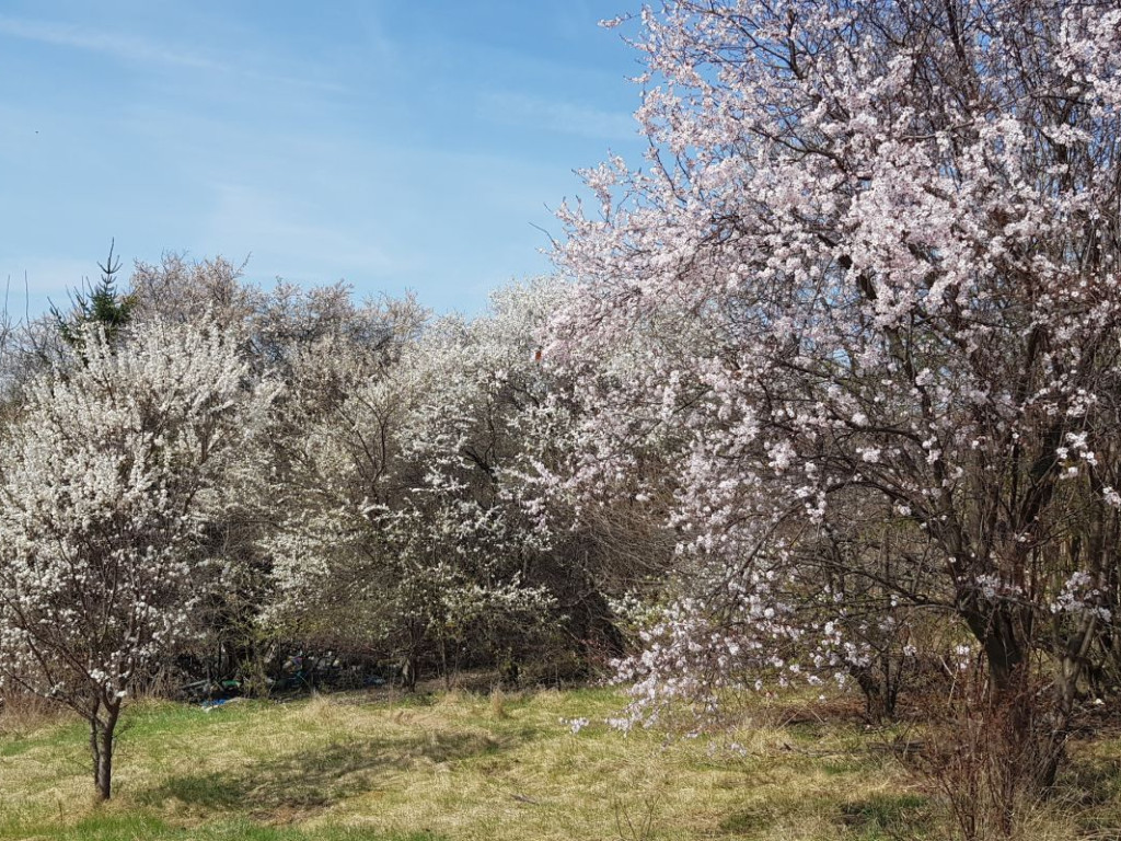 Góra Berłowa w Chrzanowie
