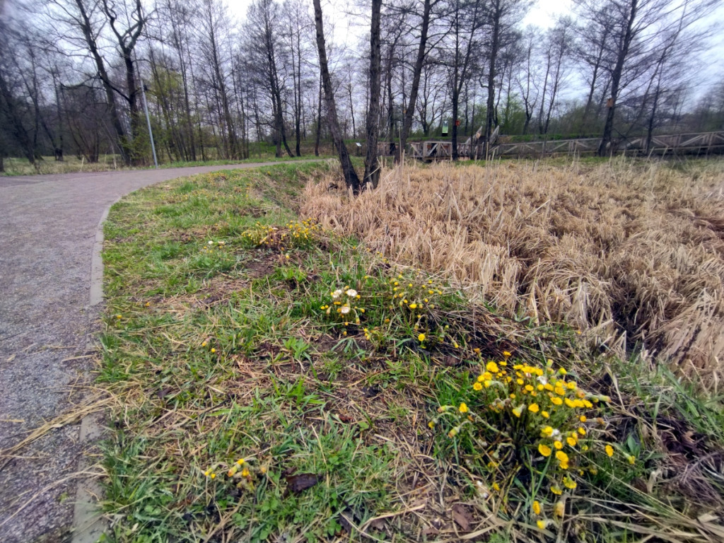 Spacer nową ścieżką w Dolinie Białej Przemszy w Sławkowie