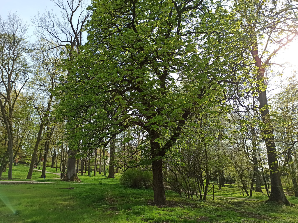 Park w Kościelcu w wiosennej odsłonie