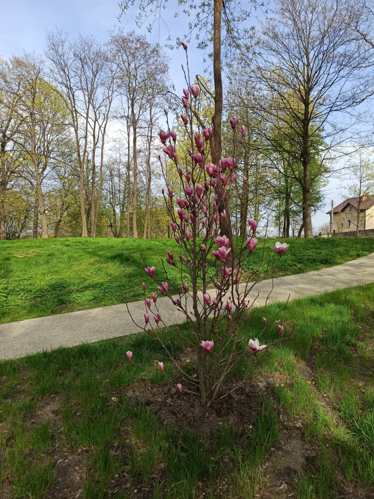 Park w Kościelcu w wiosennej odsłonie