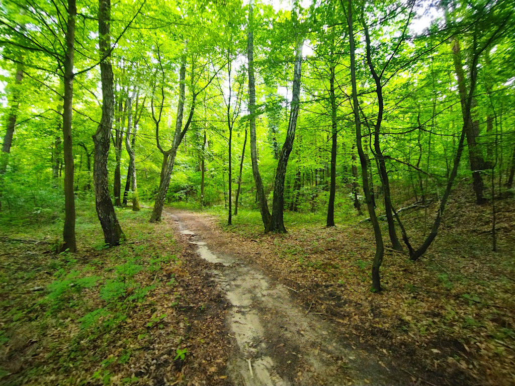 Ukryta perła - Wąwóz Smolarnia w gminie Chrzanów