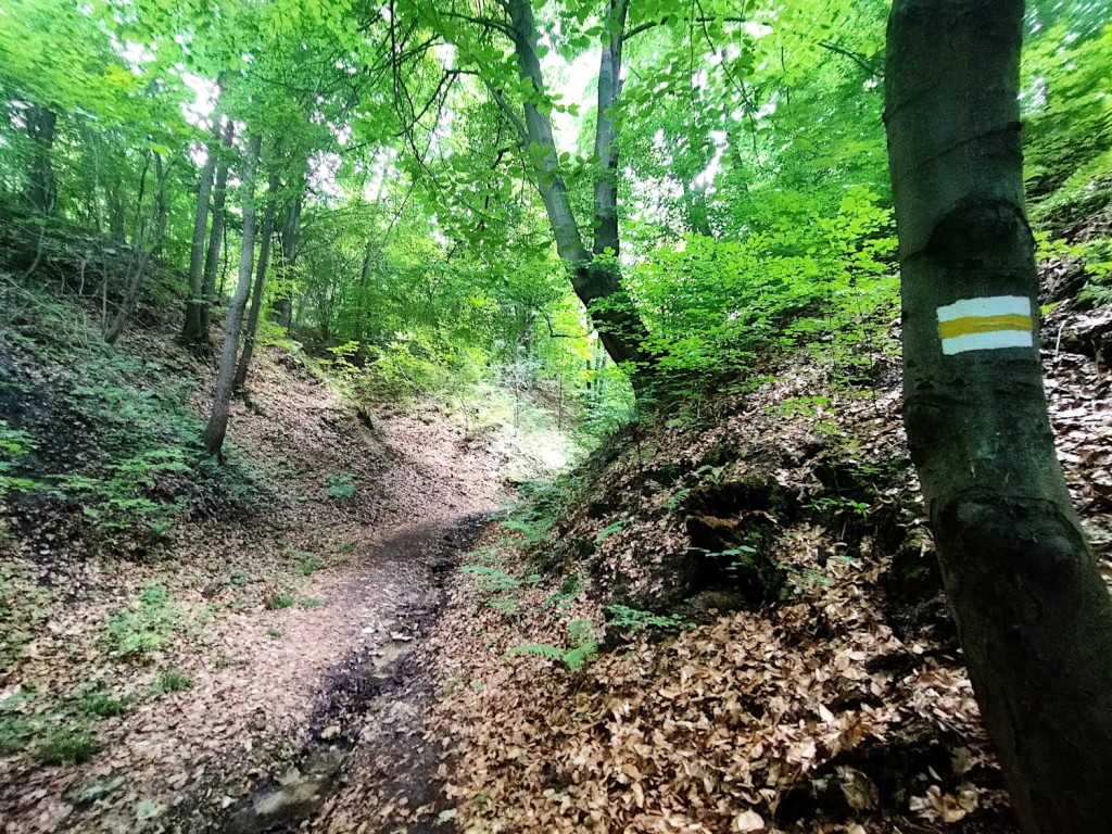 Ukryta perła - Wąwóz Smolarnia w gminie Chrzanów