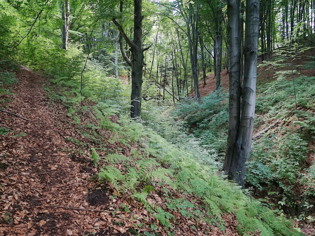 Ukryta perła - Wąwóz Smolarnia w gminie Chrzanów