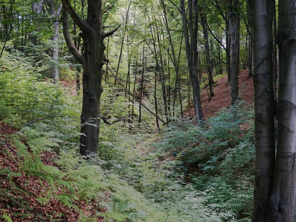 Ukryta perła - Wąwóz Smolarnia w gminie Chrzanów