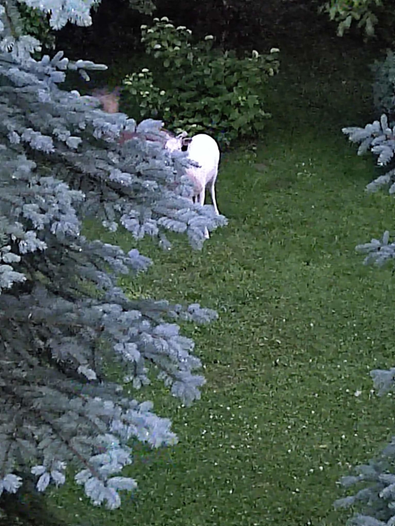 Daniel albinos biega po Płazie