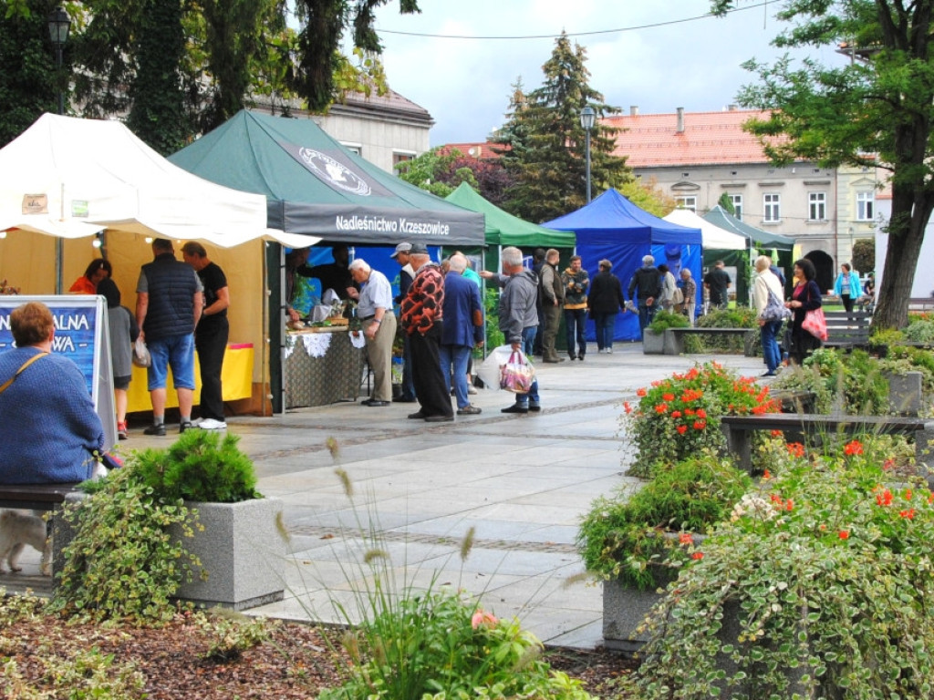 Święto Miodu w Krzeszowicach