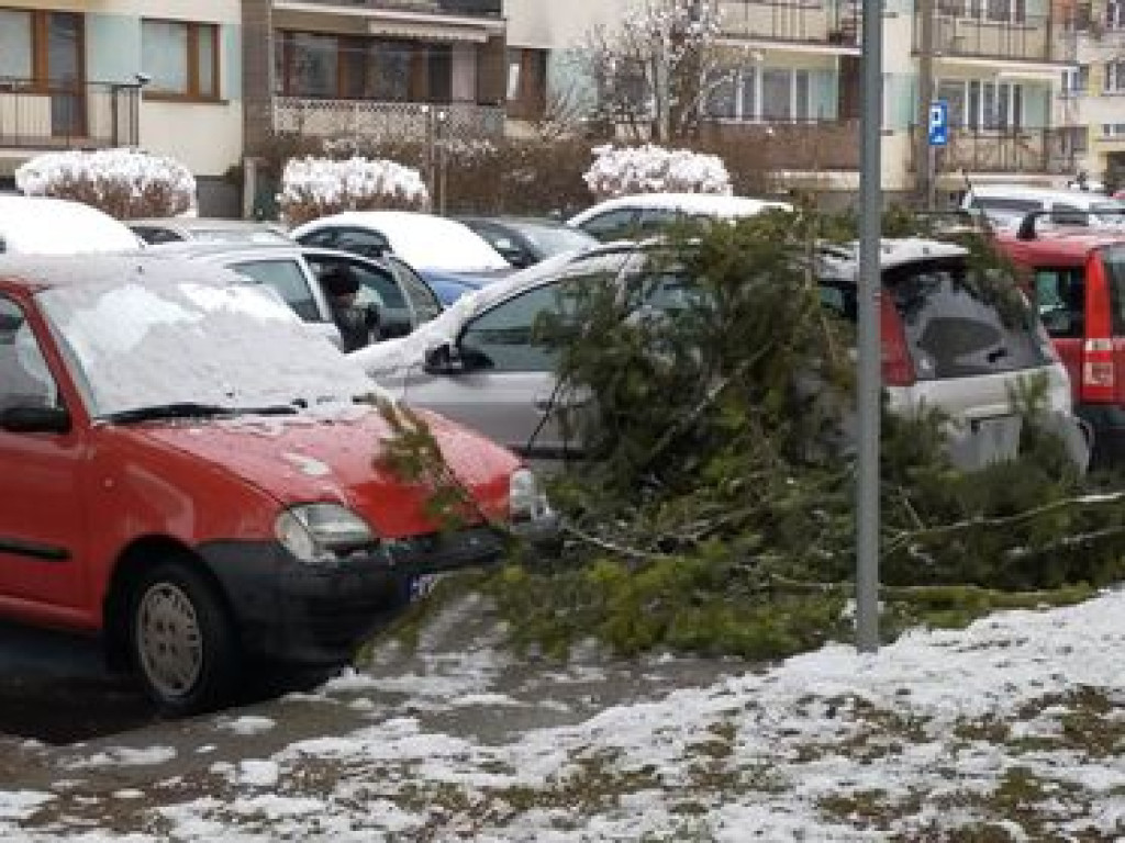 Ciężki śnieg łamie gałęzie