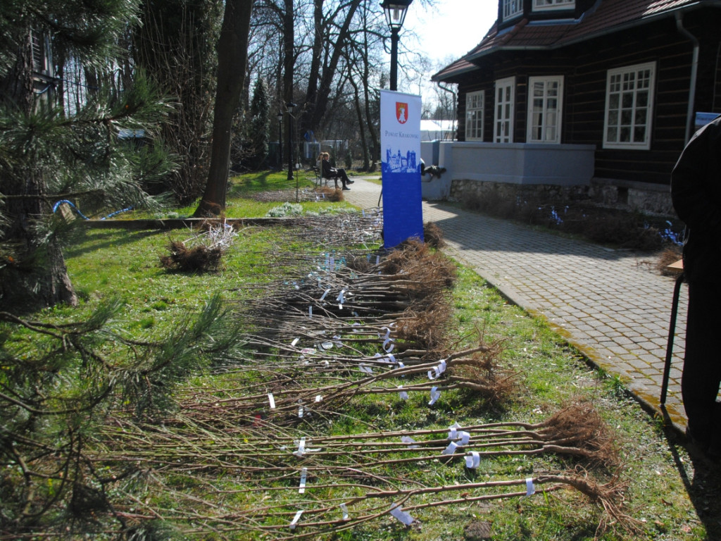 Starosta krakowski rozdaje sadzonki drzewek w Krzeszowicach 22.03.2023