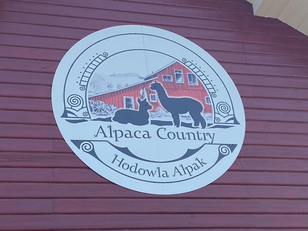 Odwiedziliśmy Alpaca Country w Nowym Wiśniczu