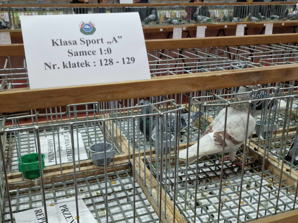 Wystawa najładniejszych gołębi w województwie małopolskim w hali sportowej w Żarkach - 02.12.2023r.