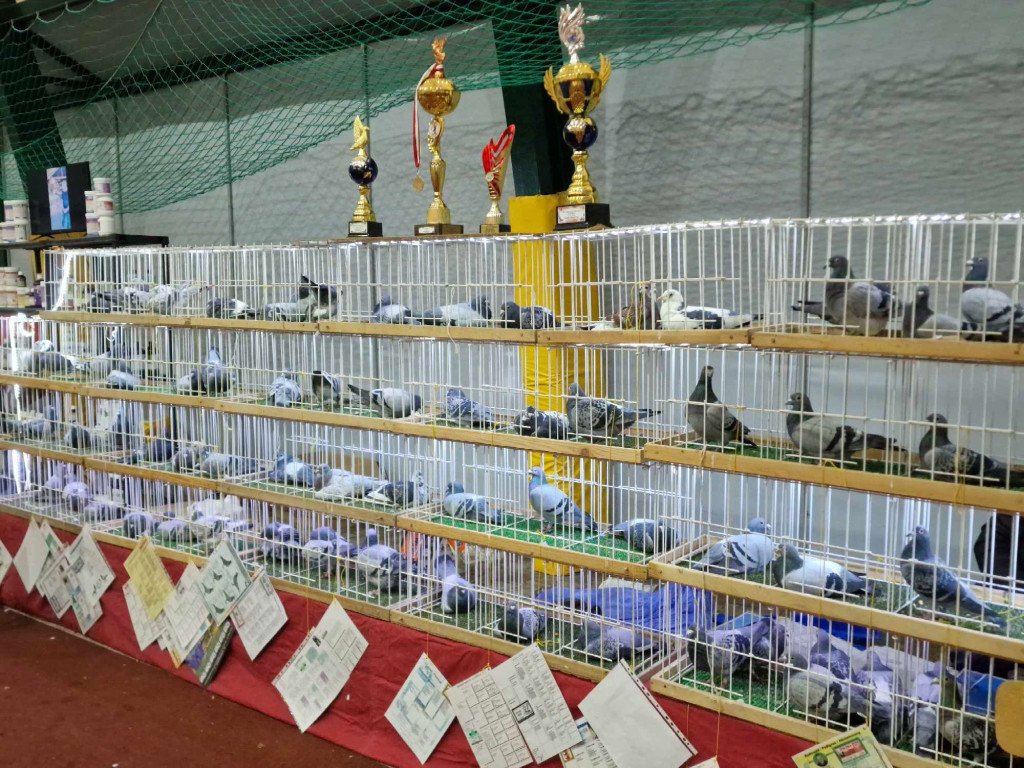 Wystawa najładniejszych gołębi w województwie małopolskim w hali sportowej w Żarkach - 02.12.2023r.