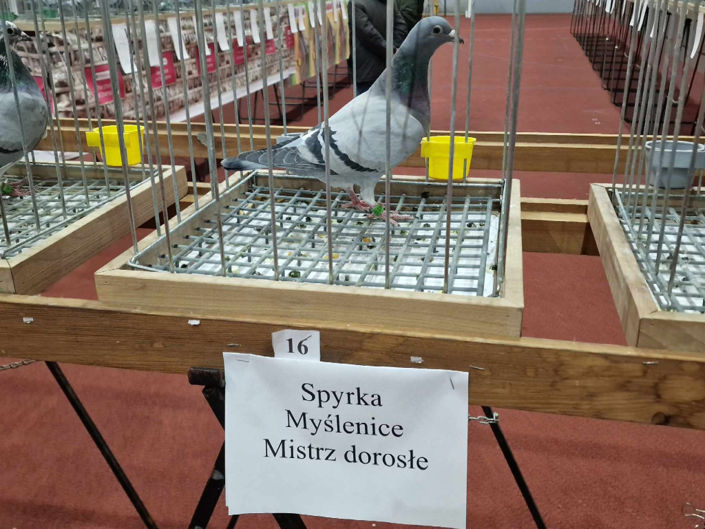 Wystawa najładniejszych gołębi w województwie małopolskim w hali sportowej w Żarkach - 02.12.2023r.