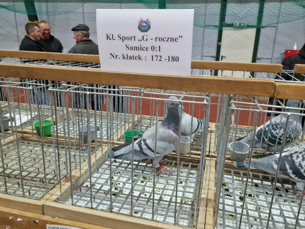 Wystawa najładniejszych gołębi w województwie małopolskim w hali sportowej w Żarkach - 02.12.2023r.